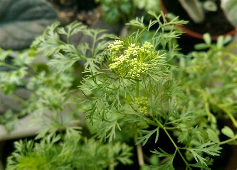 Regnum Plantæ Coriandrum Sativum Apiaceae I Have Taken These