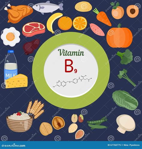 Vitamina B O Cido F Lico Infographic Ilustraci N Del Vector