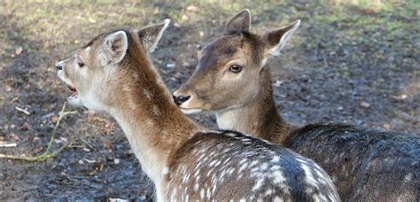 Damhert Fallow Deer Explore Meino Mellink Flickr