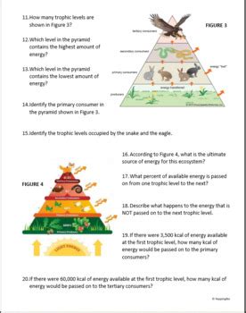 Energy Pyramid Worksheets - Free Printables - Worksheets Library