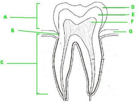 Label The Parts Of The Tooth Teeth Labels Teeth Anatomy Teeth Clipart