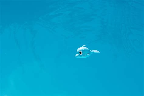 Toy Floating In A Pool · Free Stock Photo