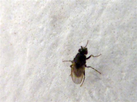 Tiny black flies in house uk, how to get rid of mole crickets in my lawn