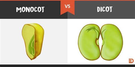 Monocot And Dicot Seeds Examples