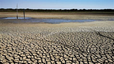 La laguna más grande de Doñana desaparece por la sequía y sobreexplotación