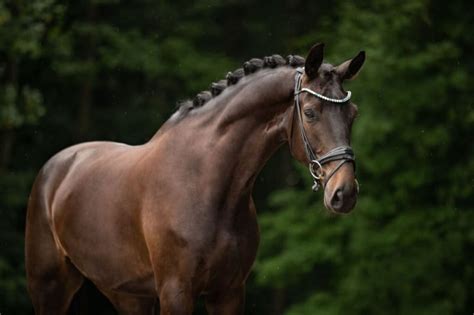 The Ultimate Guide To Chestnut Horse Breeds | Strathorn Farm