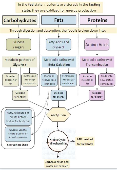 Bio Geo Nerd: Metabolic pathways