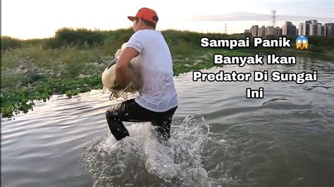 Rejeki Tak Terduga Menjala Di Sungai Ini Ikan Predator Terciduk