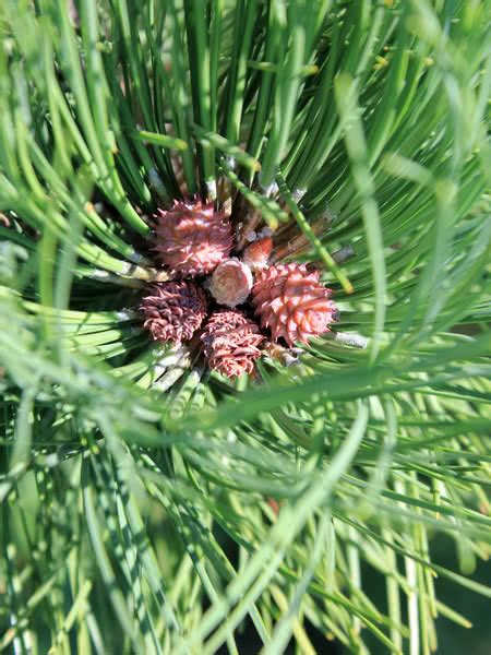 Ponderosa Pine For Sale For Sale Treetimeca