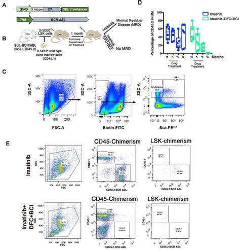 CD45 2 Antibody Alexa Fluor 700 56 0454 82