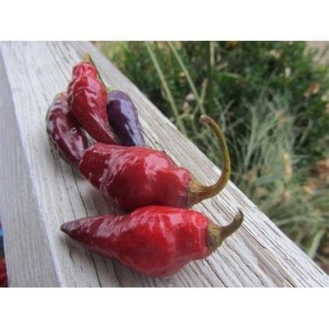 Buy Condor S Beak Hot Pepper Seeds Capsicum Chinense Very Hot Online