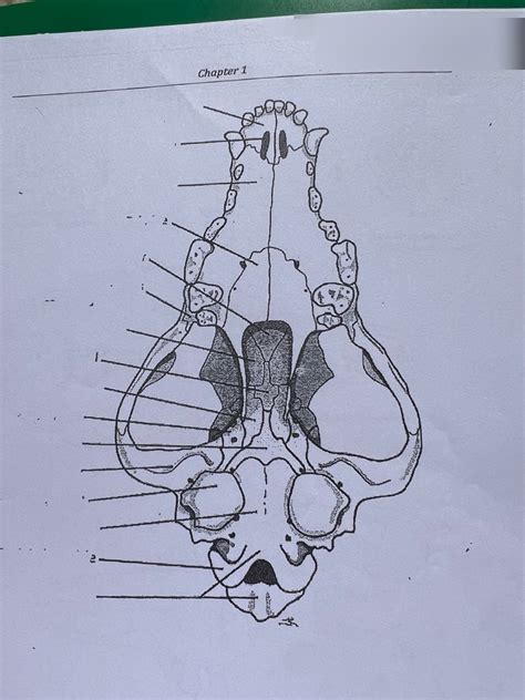 Ventral Dog Skull Diagram | Quizlet