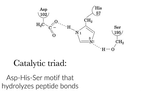 Solved 3. Consider the catalytic triad. If you mutate the | Chegg.com