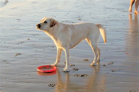 Wasserrute Beim Hund Das Ist Zu Tun