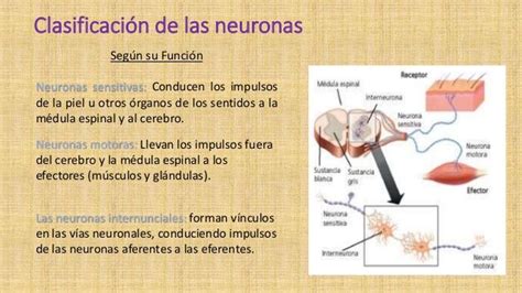 Cuadros Comparativos Entre Las Neuronas Motoras Y Sensitivas Cuadro Comparativo Neurona