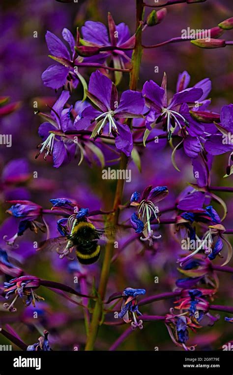 Bees and flowers Stock Photo - Alamy