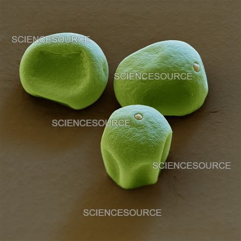 Grass Pollen SEM Stock Image Science Source Images