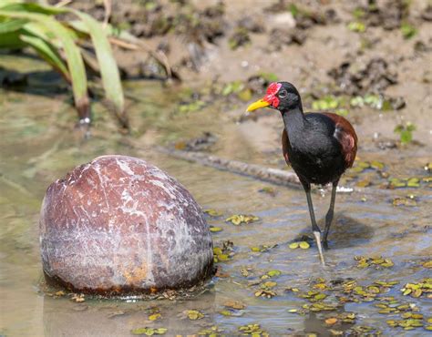 Trinidad & Tobago: Incredible Birds & Wildlife Tour 2025 | Naturalist ...