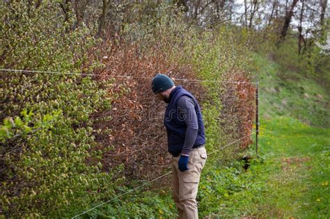 The Hedge is Made of Different Types of Trees and Bushes, the Gardener ...