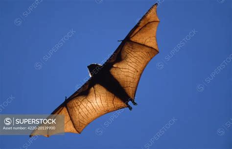 Fruit BAT - in flight (Pterofus rufus ). Madagascar. - SuperStock