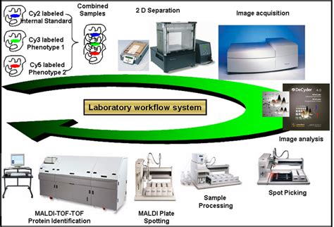 2d Dige Work Flow For Comparative Expression Proteomics Download Scientific Diagram