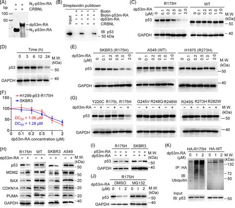 Selective Degradation Of The P R H Oncogenic Hotspot Mutant By An