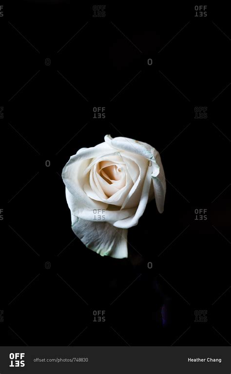 White Rose Flower Black Background Huge Inventory | www.pinnaxis.com