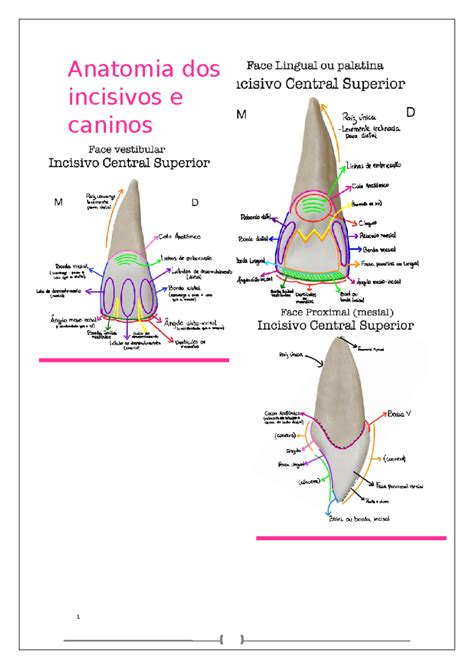 Dentes Incisivos E Caninos - Anatomia dos incisivos e caninos - Tópicos de biologia IV: anatomia e ...