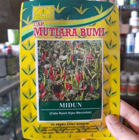 Jual Benih Bibit Cabe Rawit Hijau Merunduk Midun Mutiara Bumi 10gram Di