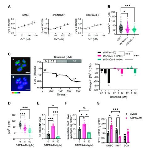 Involvement Of CAMP In The Regulation Of CFTR Expression By ENaC In ISK