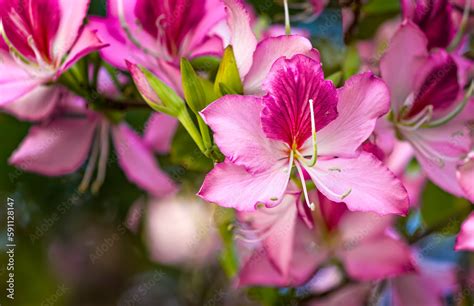 Pink Bauhinia Flowering Tree Blooming In Israel Closeup Of Purple