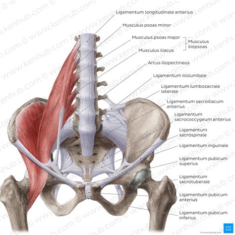 Kreuzbein Os sacrum Anatomie Aufbau Bänder Gelenke Kenhub