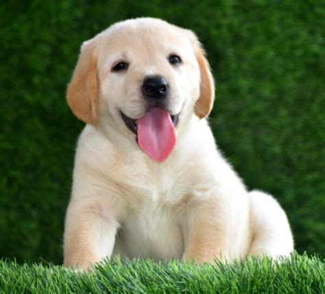 Labrador Retriever Puppies for Sale In Surat | Top Pet Shops For ...