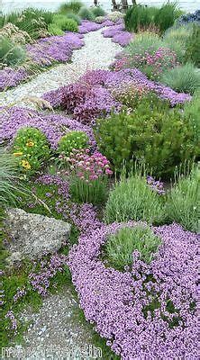 Graines De Thym Serpolet Thymus Serpyllum Fleur Sauvage