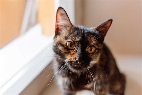 Tortoiseshell Cat Names Best Choices Blog Of Tom