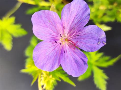 G Ranium Spinners Jardins Du Val D Allier