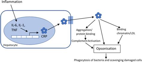 How To Use C Reactive Protein Adc Education And Practice Edition