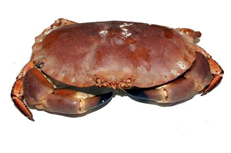 Farm Direct Cooked Whole Crab