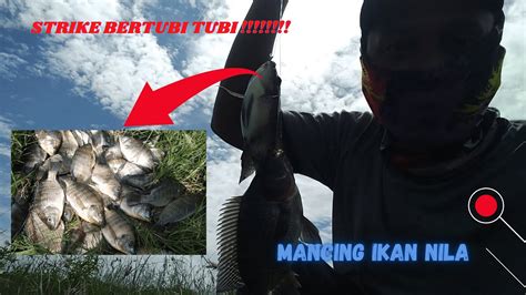 Mancing Ikan Nila Strike Bertubi Tubi YouTube