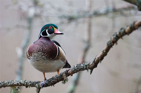 Three Tips for Hunting Wood Ducks on Creeks | Outdoor Life