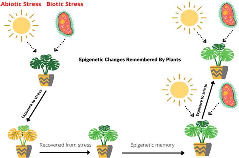 Mechanisms Underlying Epigenetic Memory In Plants During Stress