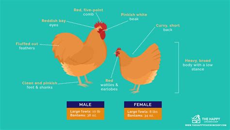 Buff Orpington All You Need To Know Temperament And Egg Laying