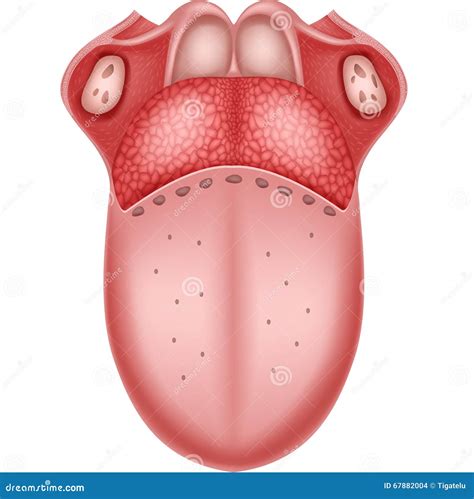 Karikaturillustration Der Menschlichen Zungen Anatomie Vektor Abbildung