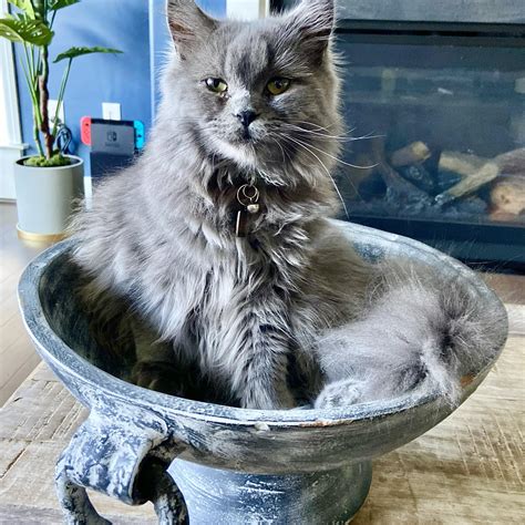 Ragamuffin kittens | Williamsburg OH