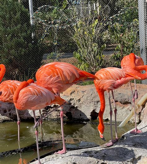 Solve Flamingos Jigsaw Puzzle Online With Pieces