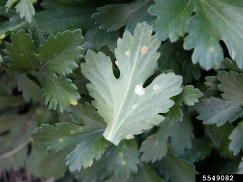 Chrysanthemum White Rust Puccinia Horiana