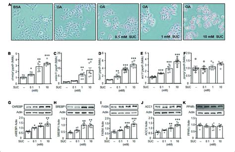 Sucralose Increased Lipogenesis To Facilitate Lipid Accumulation In