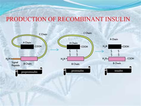 Insulin production | PPT