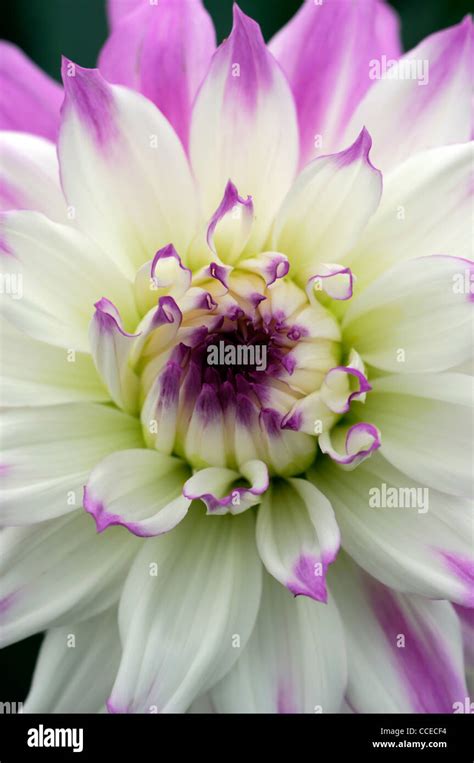 Dahlia Ferncliff Illusion Purple White Bicolor Flower Bloom Blossom