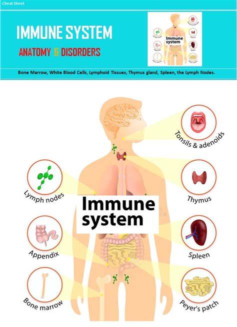 Demystifying Immune System Functions, Anatomy & Disorders – Medical ...